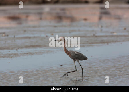 Aigrette garzette (Egretta rufescens rougeâtre) tirets dans les eaux peu profondes à Cameron Jetty Pier, Cameron, Cameron, la paroisse. Banque D'Images