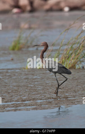 Aigrette garzette (Egretta rufescens rougeâtre) passe sur l'un de boue à Cameron Jetty Pier, Cameron, Cameron, la paroisse. Banque D'Images