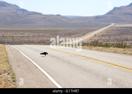 Urubu à manger un roadkill rabit sur l'autoroute de l'ouest du Texas. Banque D'Images