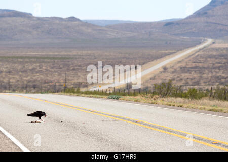 Urubu à manger un roadkill rabit sur l'autoroute de l'ouest du Texas. Banque D'Images