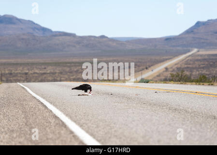 Urubu à manger un roadkill rabit sur l'autoroute de l'ouest du Texas. Banque D'Images