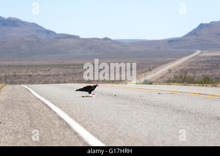 Urubu à manger un roadkill rabit sur l'autoroute de l'ouest du Texas. Banque D'Images