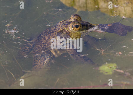 American Bullfrog, mâle (Lithobates catesbeianus). Les bassins de gestion de la faune à Tingley Beach, Albuquerque, Nouveau Mexique, USA. Banque D'Images