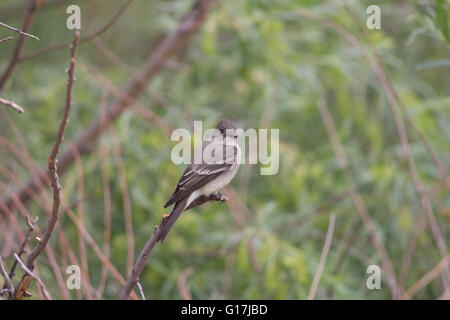 Pioui de l'Ouest, (Contopus sordidulus), Bosque del Apache National Wildlife Refuge, Nouveau Mexique, USA. Banque D'Images