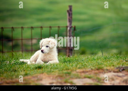 Chiot de Grand Chien de Montagne des Pyrénées à l'extérieur. Chien Gardien de bétail Banque D'Images