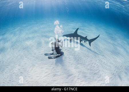 Diver taking photograph of Grand requin marteau Banque D'Images