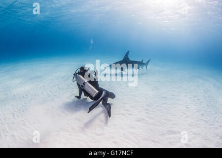 Diver taking photograph of Grand requin marteau Banque D'Images