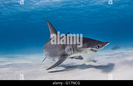 Grand requin marteau nager près des fonds marins Banque D'Images