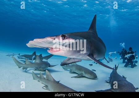 Grand requin marteau avec requins nourrice autour d'elle, les plongeurs en arrière-plan Banque D'Images