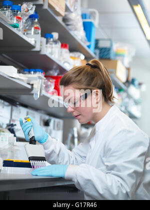 Scientist using pipette à canaux multiples pour remplir la plaque multi-puits pour l'analyse d'anticorps par ELISA assay, Jenner Institute, Université d'Oxford Banque D'Images