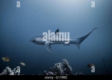 Requin en voie de disparition (Alopias pelagicus) nageant dans l'eau au large de l'île de Malapascua, Cebu, Philippines Banque D'Images