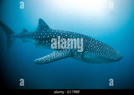 Requin-baleine (Rhincodon typus) nageant dans l'eau au large de l'île de Malapascua, Cebu, Philippines Banque D'Images