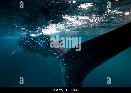 Requin-baleine (Rhincodon typus) nageant dans l'eau au large de l'île de Malapascua, Cebu, Philippines Banque D'Images