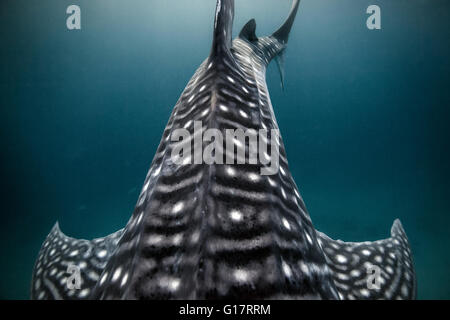 Requin-baleine (Rhincodon typus) nageant dans l'eau au large de l'île de Malapascua, Cebu, Philippines Banque D'Images