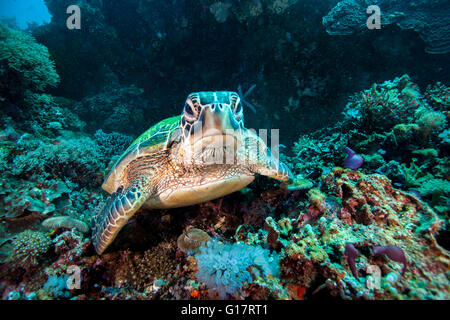 Rare tortue verte (Chelonia mydas), piscine en plein océan,, Cebu, Philippines Banque D'Images
