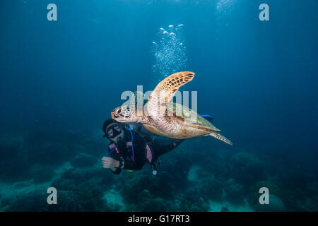 Une jeune femme d'une rare tortue verte (Chelonia mydas), Cebu, Philippines,