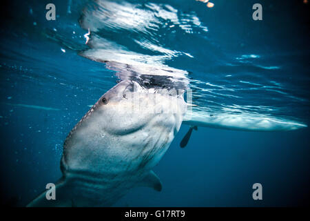 Un Whaleshark énorme (Rhincodon typus) sous un voile, natation, Cebu, Philippines Banque D'Images