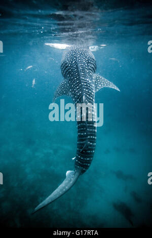 Un Whaleshark énorme (Rhincodon typus) sous un voile, natation, Cebu, Philippines Banque D'Images