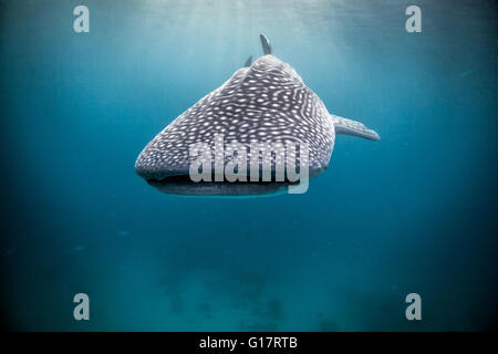 Whaleshark (Rhincodon typus) Nager dans les eaux libres,, Cebu, Philippines Banque D'Images