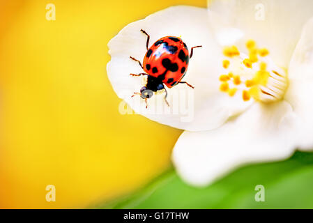 Coccinelle rouge sur jaune fleur. Banque D'Images