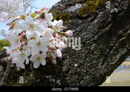 Grappe de fleurs de printemps fleurs de Sakura sur un arbre de cerise Yoshino japonais Banque D'Images