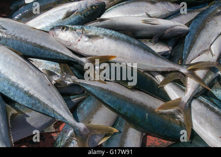 Déchargement des pêcheurs de thon Palometa Banque D'Images