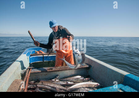 Pêche à la ligne pour la Sierra (Scomberomorus sierra) Banque D'Images