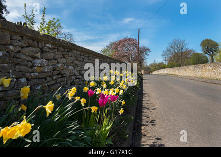 Les jonquilles, tulipes et le long de la route de Mill Lane à Fairford, Gloucestershire, Royaume-Uni Banque D'Images