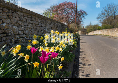 Les jonquilles, tulipes et le long de la route de Mill Lane à Fairford, Gloucestershire, Royaume-Uni Banque D'Images