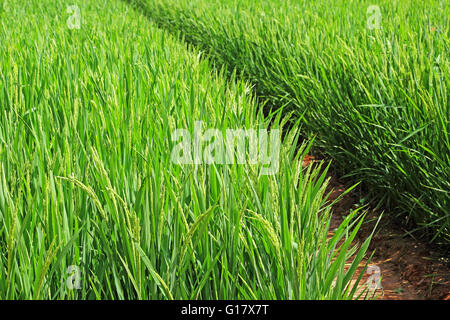 Paddy riz venant à échéance dans les plantes de l'Inde sur le terrain Banque D'Images