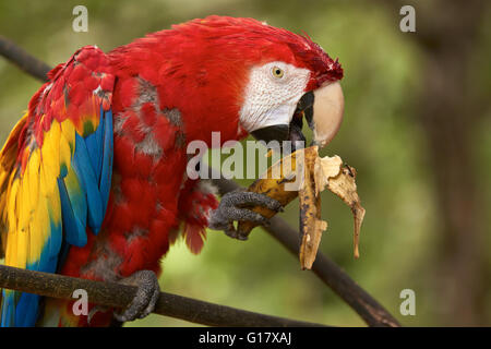 Old Red macaw parrot assis sur une branche et manger une banane. Banque D'Images