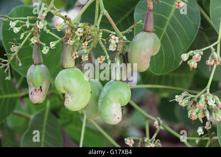 Cerneaux de noix et de fleurs dans l'arbre, Anacardium occidentale. Graines de cajou sont utilisés dans les recettes. Banque D'Images