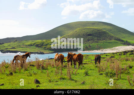 Chevaux sur pâturage côtières - Île de Pâques Banque D'Images