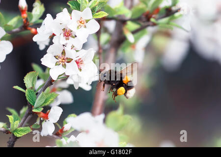 Shaggy noir bumblebee recueille le nectar des fleurs de cerisier en journée ensoleillée Banque D'Images