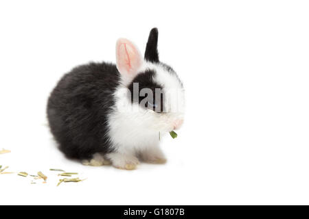 Le lapin mange de l'herbe isolé sur fond blanc Banque D'Images