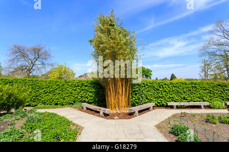 La gorge jaune voyante bambou (Phyllostachys aureosulcata f. spectabilis), RHS Gardens at Wisley, Surrey, UK au printemps sur une journée ensoleillée avec ciel bleu Banque D'Images