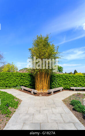 La gorge jaune voyante bambou (Phyllostachys aureosulcata f. spectabilis), RHS Gardens at Wisley, Surrey, UK au printemps sur une journée ensoleillée avec ciel bleu Banque D'Images