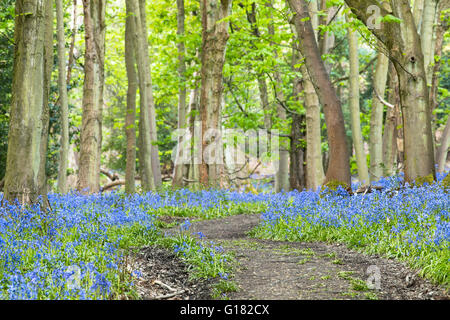 Route forestière vide parmi les vieux érables et Bluebell Flowers Meadow Banque D'Images