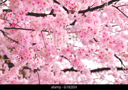 Les cerisiers en fleurs du printemps à Tokyo, Japon Banque D'Images