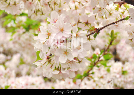 Les cerisiers en fleurs du printemps à Tokyo, Japon Banque D'Images