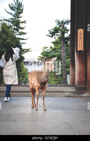 À l'extérieur Cerfs temple Todaiji à Nara au Japon Banque D'Images