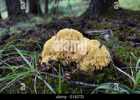 Un corail (Clavaria) champignon dans les contreforts de l'Alberta. Peut-être à bout jaune corail (Ramaria Formosa) Banque D'Images