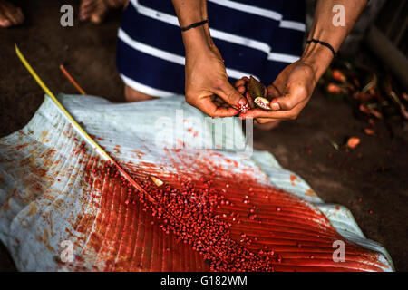 SANTO DOMINGO, l'Équateur, le 26 janvier 2015 : Indian man (Los Colorados Tsáchila) tribu dans les peintures vêtements usine de jus de cheveux Banque D'Images