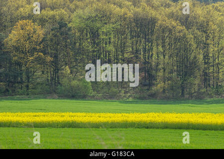 Ondulé de collines colorées en germination champs printemps Basse Silésie Pologne Banque D'Images