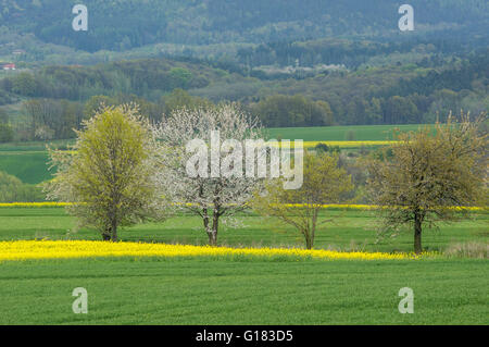 Ondulé de collines colorées en germination champs printemps Basse Silésie Pologne Banque D'Images