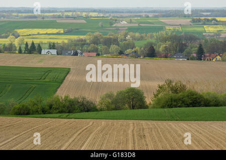 Ondulé de collines colorées en germination champs printemps Basse Silésie Pologne Banque D'Images