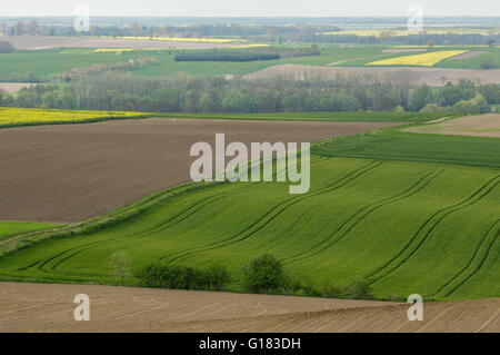 Ondulé de collines colorées en germination champs printemps Basse Silésie Pologne Banque D'Images