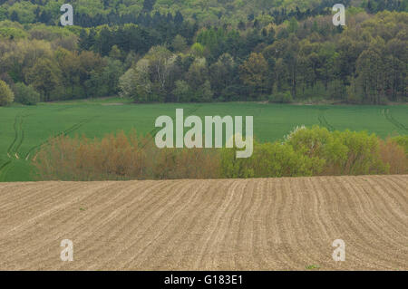 Ondulé de collines colorées en germination champs printemps Basse Silésie Pologne Banque D'Images