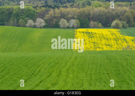 Ondulé de collines colorées en germination champs printemps Basse Silésie Pologne Banque D'Images