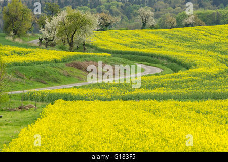 Ondulé de collines colorées en germination champs printemps Basse Silésie Pologne Banque D'Images